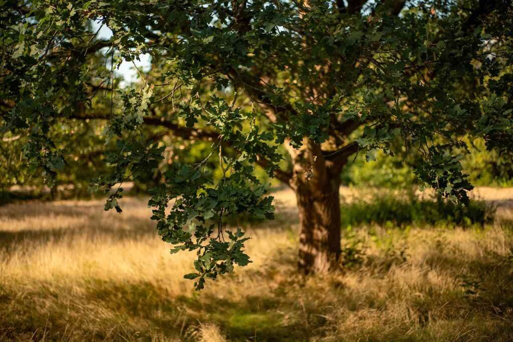 An Oak tree standing in woodland. The branches are in leaf and the sun is shining.